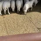 خرفان للبيع العدد 50مشروط الموقع السليل