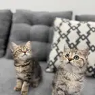 قطط سكوتش فولد