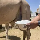 ناقه خلفه ساحليه سن سديس لبيع