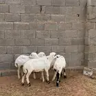 بهم حري مهجن
