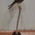 دجاجة بلدي محنطة