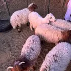 طلبات هرافى نعيمي