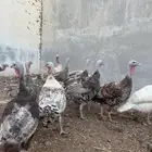 دجاج رومي بياض