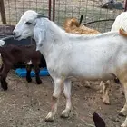 تيس معكعك للبيع