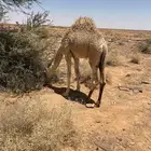 حيران للليع العدد 2 بريه طيبه