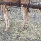 بكره حمرا جزر