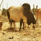 ثور بلدي للبيع