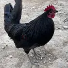 ديكه بلدي
