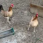 دجاجتين عربي