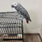 ببغاء كاسكو هولندي