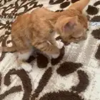 قطوه للبيع انثى