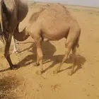 قعدان للبيع العدد 11