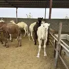 للبيع قعدان طيبة