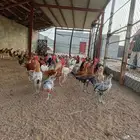 للبيع دجاج بلدي