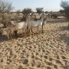 غنم سواكن درمانيات صنف