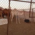 بكره حره سلاله