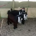 فحول عوارض جذعات صنف الصنف
