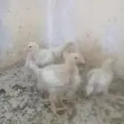 دجاج لاحم عمر 23يوم