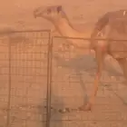 ضريبه شعلا