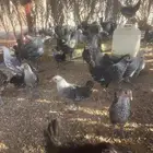 فراريج فيومي في املج