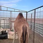 بكره للبيع