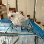 كروان البينو فرخ