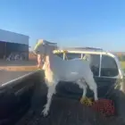 تيس فحل هولندي صنف