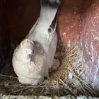 جوز تركي. دبل كرست وذكر. معقد