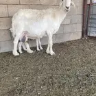 حري ة معها رخل