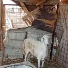 نعجه توه سديس الموقع الحناكيه