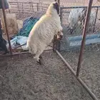 طلي. ذبيحه نعيمي