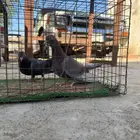 حمام صنعاني