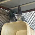 زواج باكستاني
