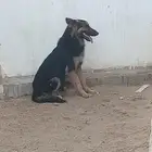 للبيع مجموعة كلاب جيرمن بلاك وسيبل