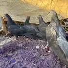 اربعه طبات صنعاني للبيع جمله او تفريد