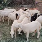 فران تربيه بلدي