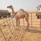 قعود للبيع بالجبيل