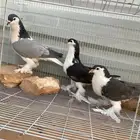 ثلاث حبات شيرازي