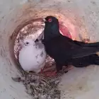 زوجين للبيع