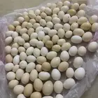 بيض بلدي