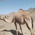بكره حايل