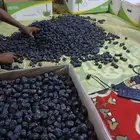 تمر عجوة المدينه عضوي