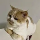 مجموعة قطط متنوعه و مطعهمه لتبني
