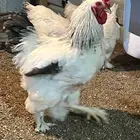 للبيع صيصان براهما كلومبي فاخرر