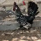 ديك حباحب ودجاجه نصايف بياضه تايقر