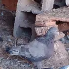 حمام
