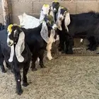 تيوس طيبة للبيع