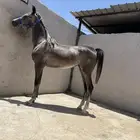 للبيع مهره ورق