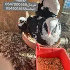 جوز حمام قلابي مع بيضتين
