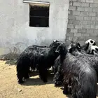 غنم عرب